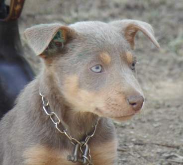 Fawn sales australian kelpie